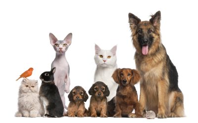 Choosing the Right Place for Pet Boarding in Everett